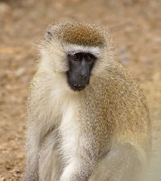 istock Green monkey on Lake Nakuru, Kenya 1369586928