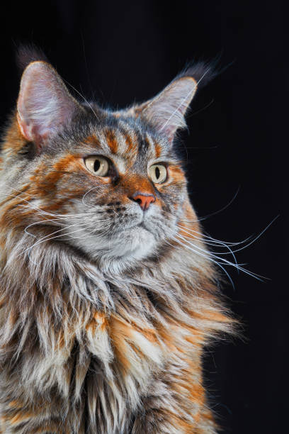 istock Studio portrait large Maine Coon cat isolated on black background 1369588398