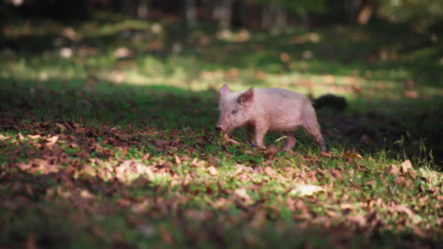 Small piglet running in the woods