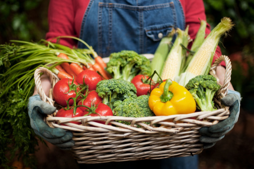 Vegatables in a basket held by gardener. Horizontal shot.