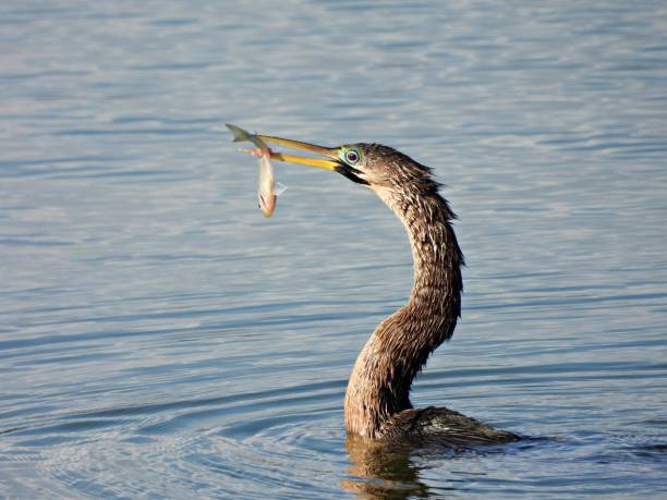 anhinga (anhinga anhinga) con captura de peces - anhinga fotografías e imágenes de stock