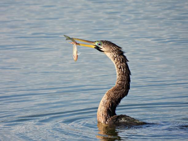 Anhinga (Anhinga anhinga) with catch of fish