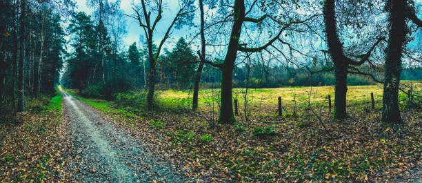 A road through a forest by a field in wet weather.
