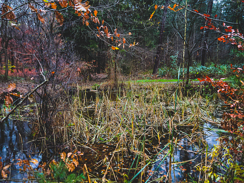 A small lake in the middle of the forest in the evening in winter in wet weather.