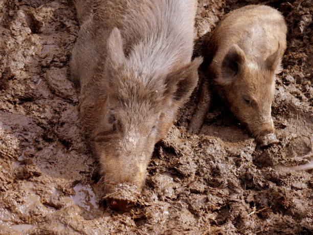 Pigs at farm