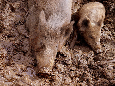 Dirty pigs at the farm
