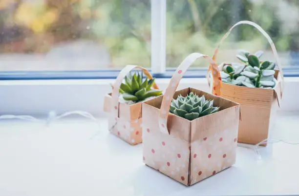 Succulent plant  in origami gift bag
