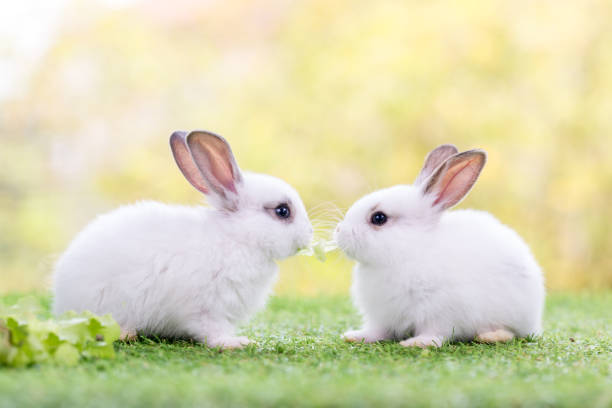 野菜を食べるカップルウサギ。2つの素敵な白いウサギ。草の中の2匹の小さなウサギは、野菜の一部を共有しています。 - 16312 ストックフォトと画像