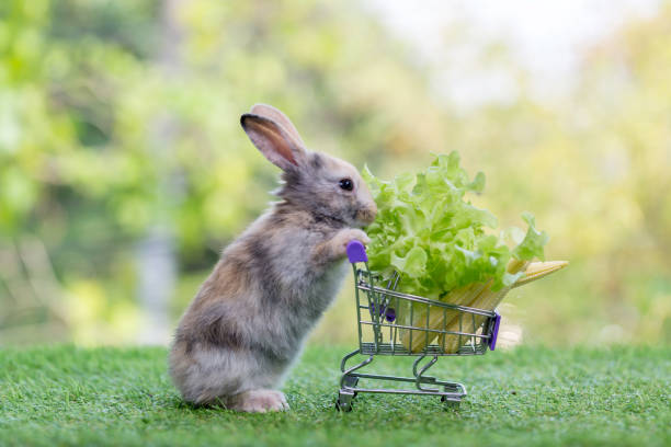 baby rabbit with shopping cart on green grass and bokeh background. adorable and cute new born rabbit as shopping online concept. lovely bunny easter fluffy baby rabbit - 16315 imagens e fotografias de stock