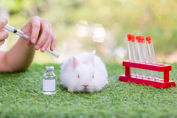 experimental rabbits. little rabbit for vaccination at the veterinarian in the clinic. doctor examines and treats the bunny. - 16318 imagens e fotografias de stock