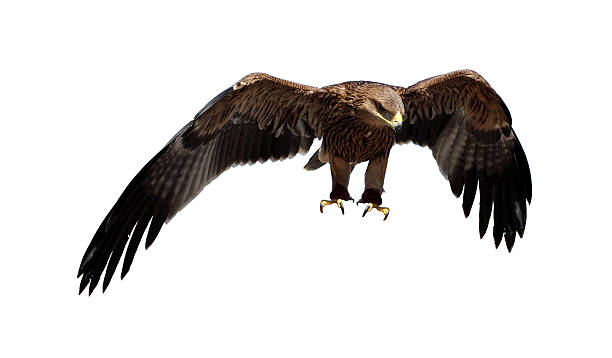 Steppe eagle stock photo