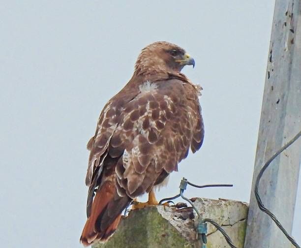 istock Red-tailed Hawk (Buteo jamaicensis)
    ORDER: Accipitriformes
    FAMILY: Accipitridae 1369594449