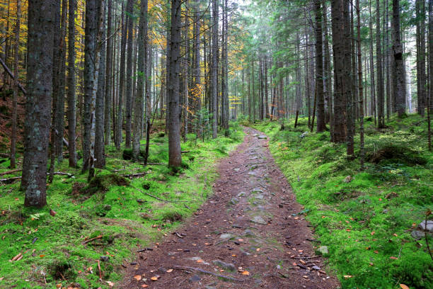 istock patway in Carpathian forest 1369594494
