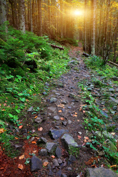 istock wild stone way in mountain forest 1369594508