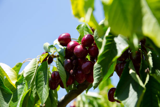 istock Ripe sweet cherries on tree 1369594869