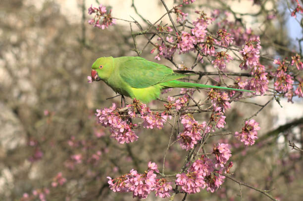istock Parakeet on a blossoming cherry treeParakeet on a blossoming cherry treeParakeet on a blossoming cherry treeParakeet on a blossoming cherry tree in London 1369594964