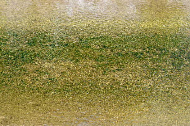 istock Surface of the water. 1369596053