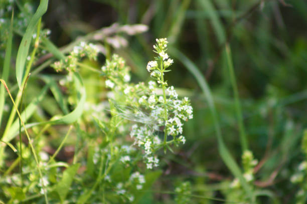 istock Faded speedwell in bloom closeup view with selectve focus on foreground 1369596058