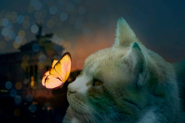 istock cat with yellow butterfly in the night 1369596180