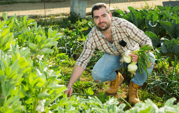 istock Gardener harvesting onions from the garden 1369596231