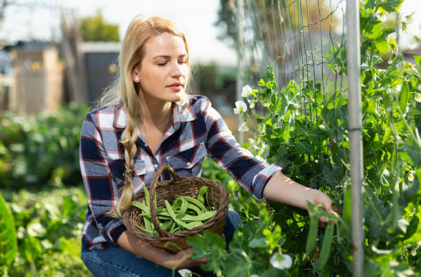 istock Woman harvesting broad beans 1369596269