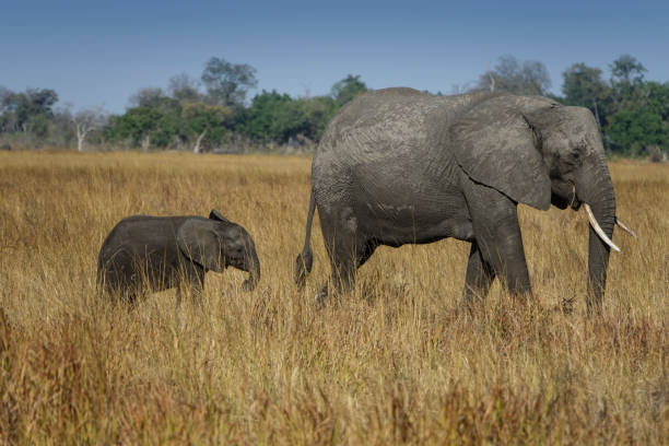 istock Baby Elephant Following Mama 1369597602