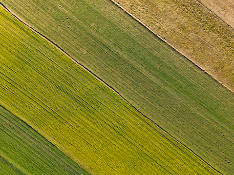 Agricultural Fields From Directly Above.