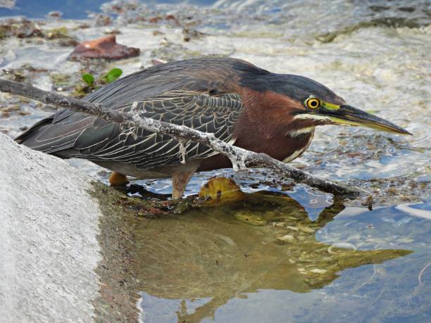 green heron (butorides virescens) foraging in a lake - virescens imagens e fotografias de stock