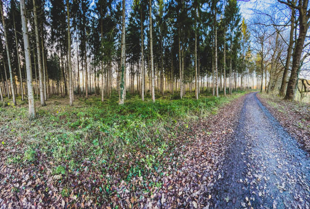 istock A path next to a forest in winter in Lower Saxony. 1369598943