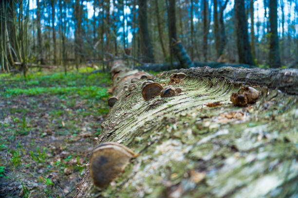 Mushrom Tinder Fungus at dry tree