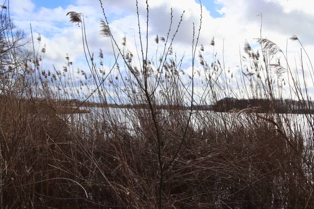 istock Close up view at the surface of reed. 1369600148