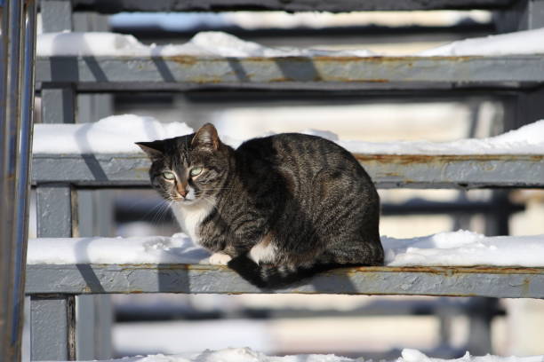 istock A gray tabby cat sits on snow-covered steps on a sunny winter day outdoors. The cat is basking in the sun. 1369600345