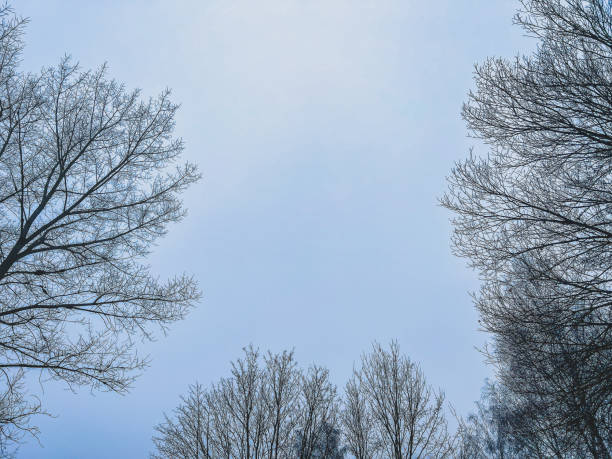 A look into the leafless treetops in winter.