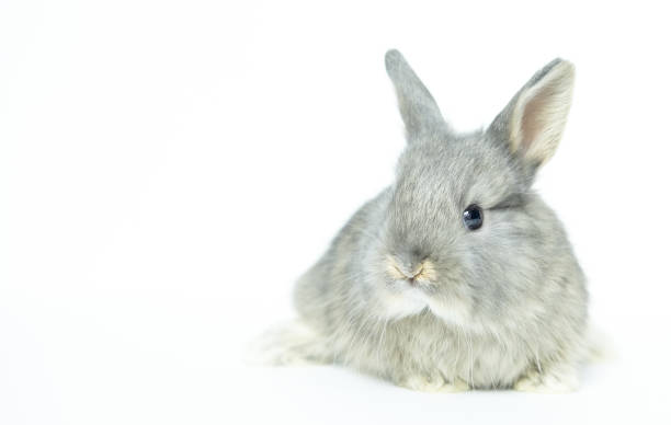 istock Grey baby rabbit on a white background copy space 1369601265