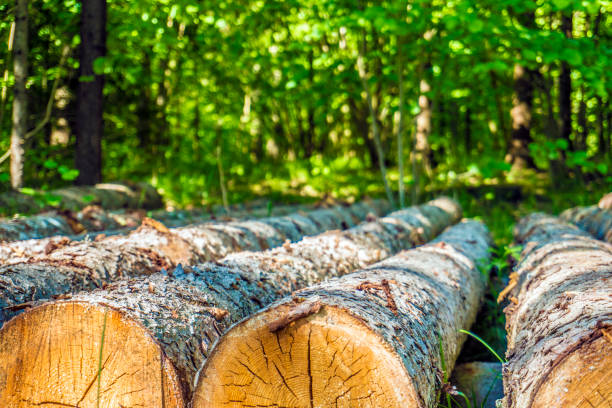 Log trunks pile, the logging timber forest wood industry. Save trees.