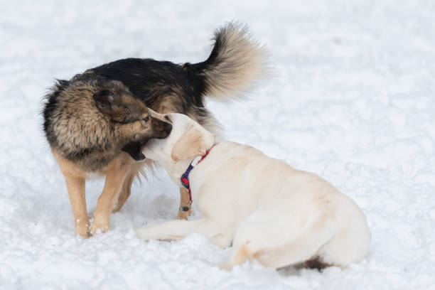 istock Labrador and mongrel play in the snow and the mongrel's mouth is open 1369601400