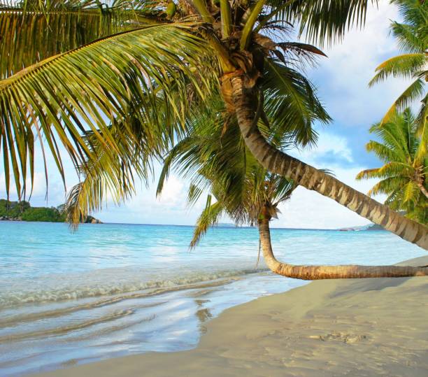 istock Beautiful palm tree in paradise beach. White sand beach with trees on shore Indian ocean. Paradise secluded beach at summer season. Tropical island Praslin. 1369602960