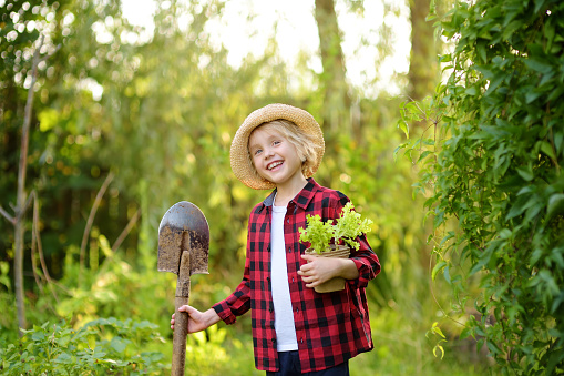 Little boy holding seedling of salad in pots and shovel on the domestic garden at summer sunny day. Family gardening activity with little kid