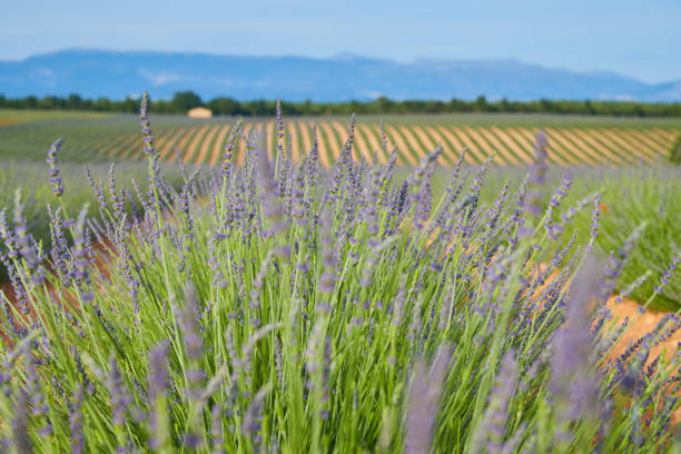 огромное поле рядов лаванды во франции, валенсоль, кот-дазур-альпы-прованс, фиолетовые цветы, зеленые стебли, гребенчатые грядки с парфюмер� - lavender coloured lavender provence alpes cote dazur field стоковые фото и изображения