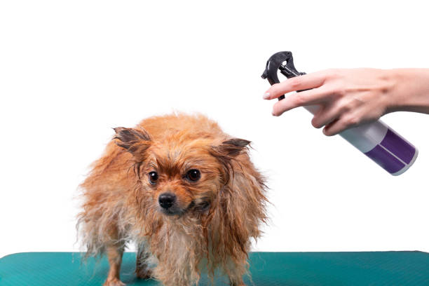 The master of the beauty salon for animals applies a spray conditioner The master of the beauty salon for animals applies a spray conditioner to the Pomeranian Spitz dog coat before drying pomeranian dog taking a bath stock pictures, royalty-free photos & images