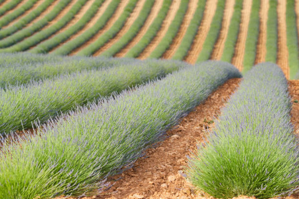 immense champ de rangées de lavande en france, valensole, côte dazur-alpes-provence, fleurs violettes, tiges vertes, lits peignés avec base de parfum, panorama, perspective, arbres et montagnes sont en arrière-plan - provence alpes cote dazur france lavender field photos et images de collection