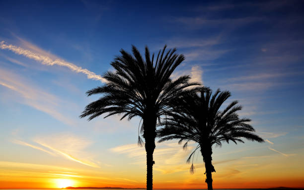 palm silhouette at sunset stock photo