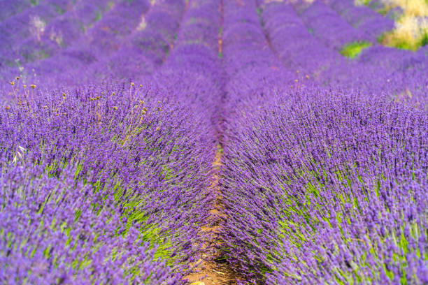 Lavender fields stock photo