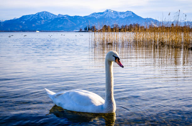 istock lake chiemsee in bavaria at Gstadt 1369605893