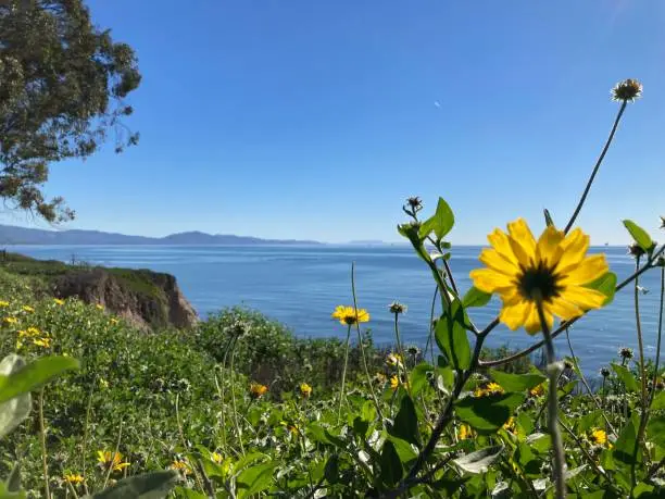 Photo of Yellow wild flowers in bright sun on a cliff above the sea
