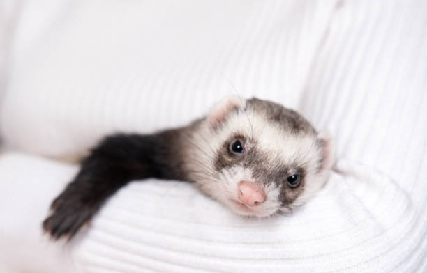 istock Ferret pet on a white background, isolated. 1369609114
