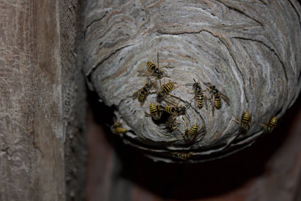 istock wasps nest and wasps 1369611529