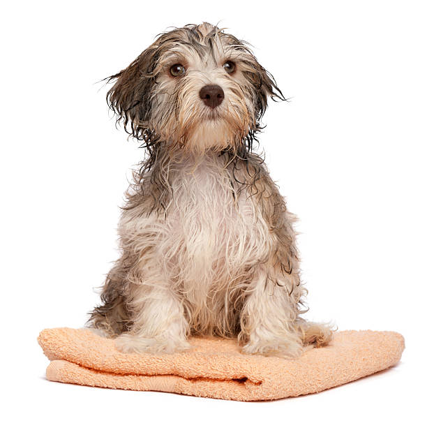 istock Wet chocolate havanese puppy after bath 136961197