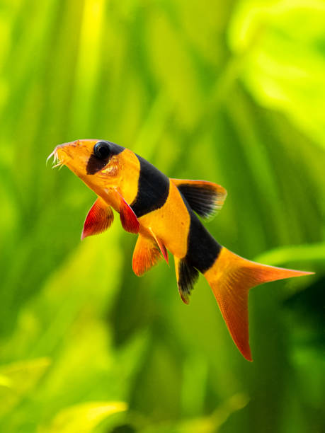 istock large clown loach isolated in fish tank (Chromobotia macracanthus) with blurred background 1369612139