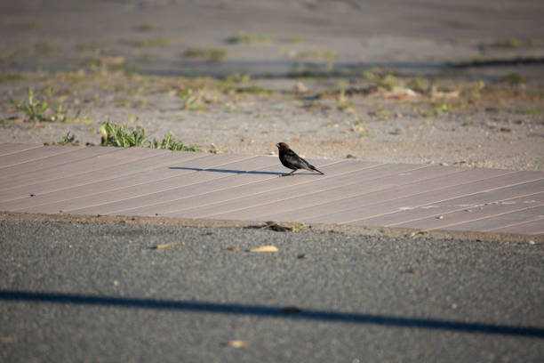 Single male brown-headed cowbird (Molothrus ater) on a sidewalk